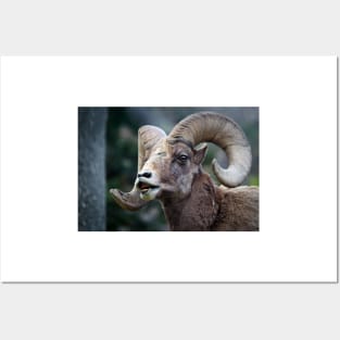 Bighorn sheep. Posters and Art